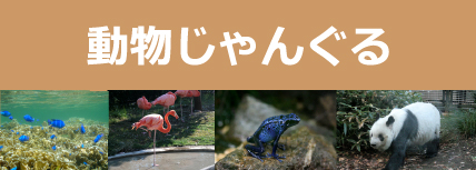 動物じゃんぐる